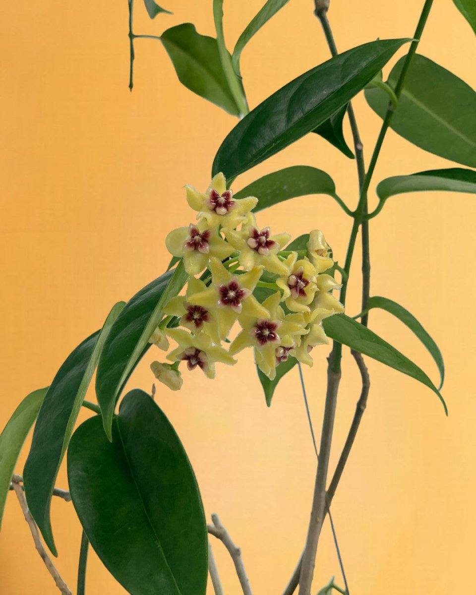 Hanging Hoya - Potted plant - Tumbleweed Plants - Online Plant Delivery Singapore
