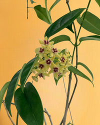 Hanging Hoya - Potted plant - Tumbleweed Plants - Online Plant Delivery Singapore