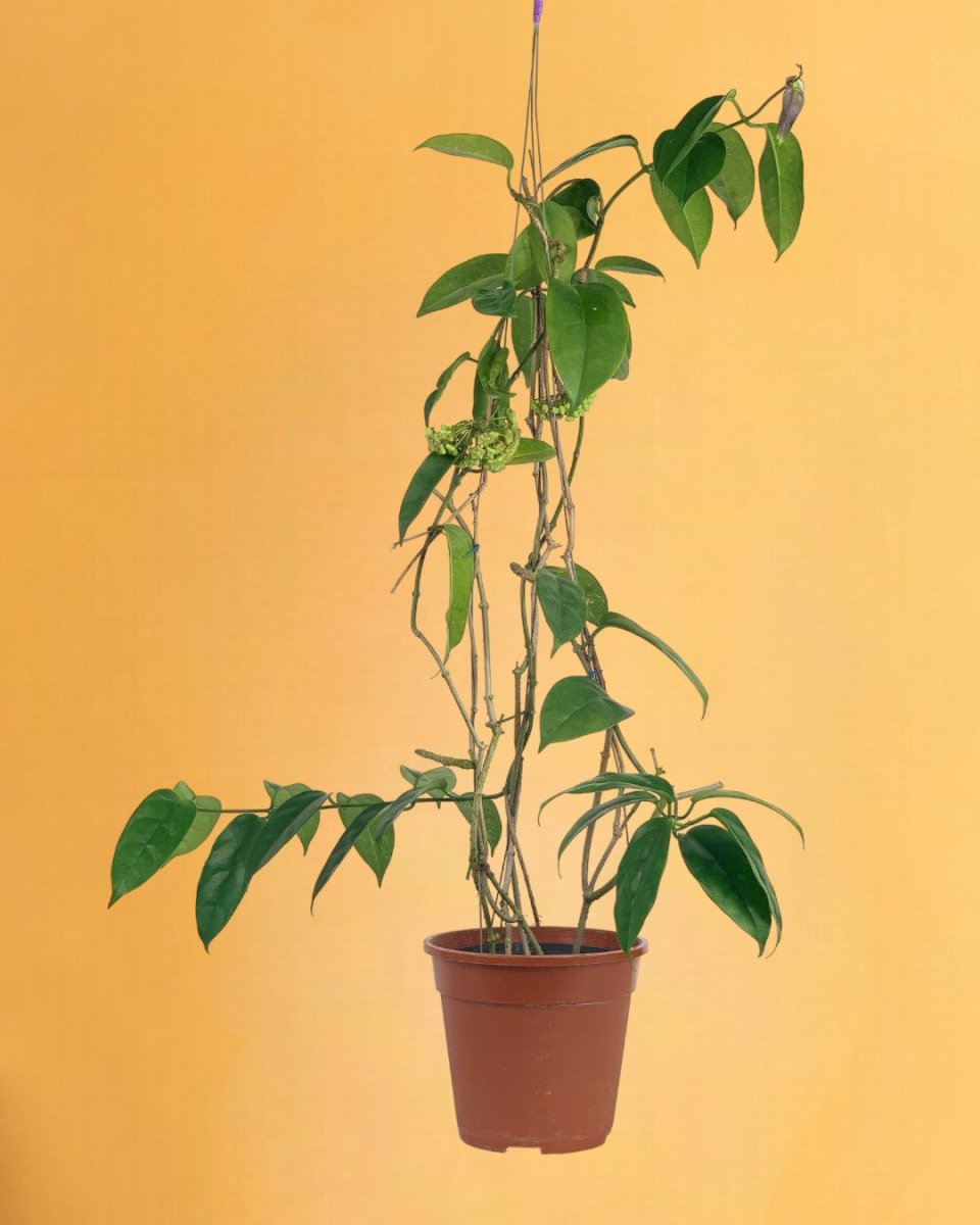 Hanging Hoya - Potted plant - Tumbleweed Plants - Online Plant Delivery Singapore