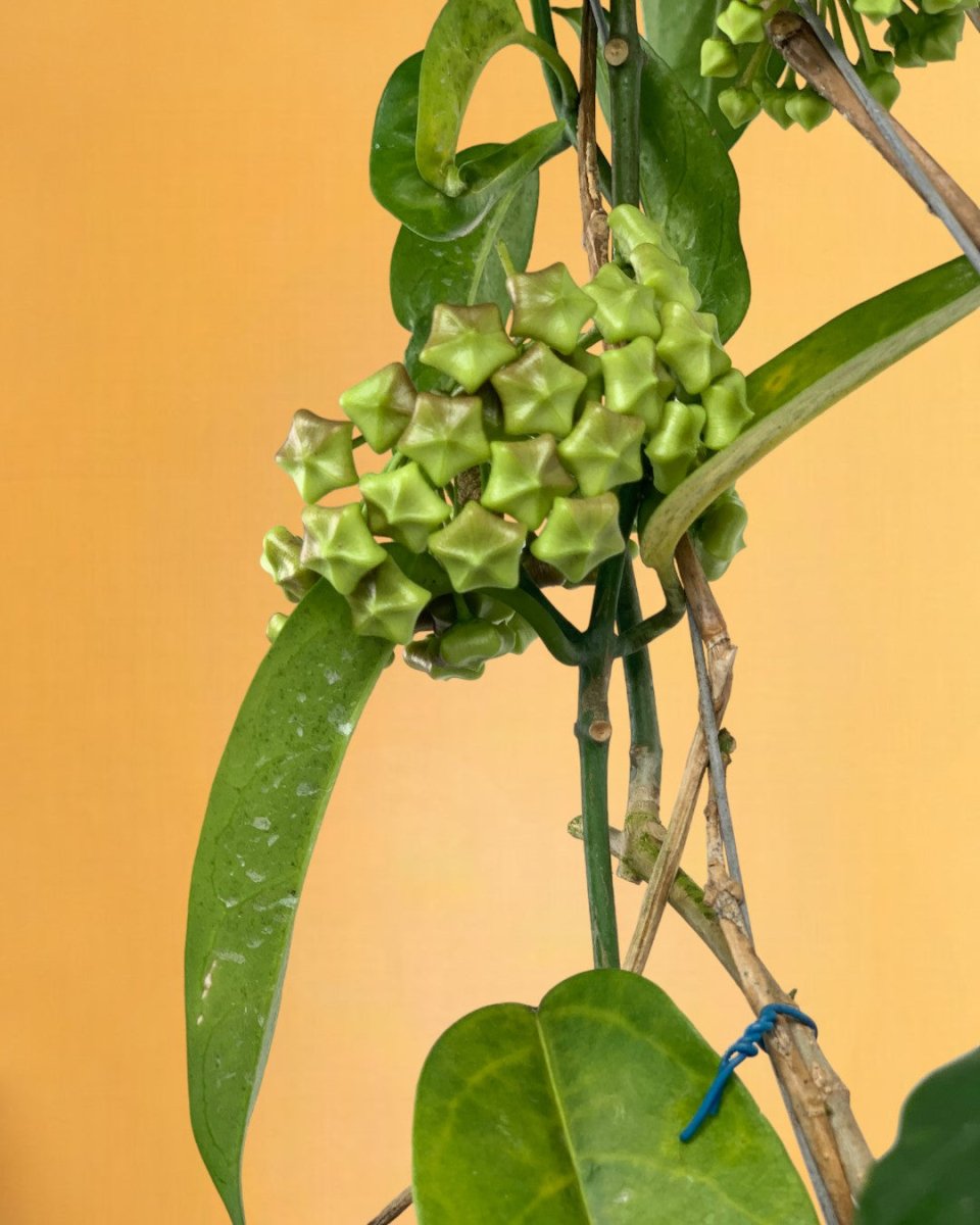 Hanging Hoya - Potted plant - Tumbleweed Plants - Online Plant Delivery Singapore