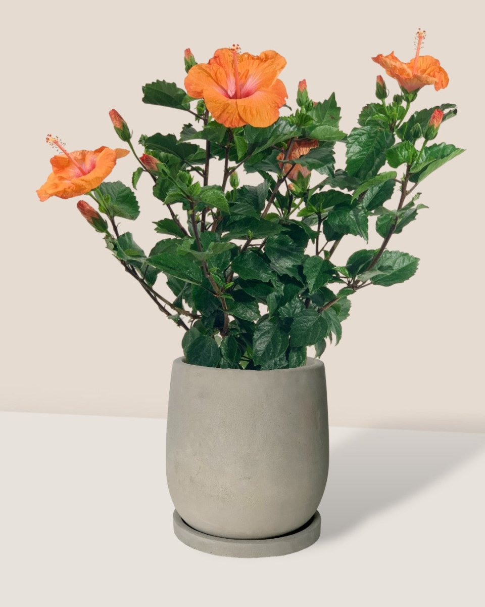Hibiscus - grow pot - Potted plant - Tumbleweed Plants - Online Plant Delivery Singapore