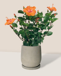 Hibiscus - grow pot - Potted plant - Tumbleweed Plants - Online Plant Delivery Singapore