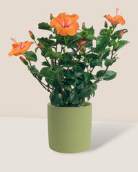 Hibiscus - grow pot - Potted plant - Tumbleweed Plants - Online Plant Delivery Singapore