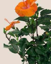 Hibiscus - grow pot - Potted plant - Tumbleweed Plants - Online Plant Delivery Singapore