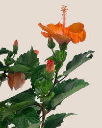 Hibiscus - grow pot - Potted plant - Tumbleweed Plants - Online Plant Delivery Singapore