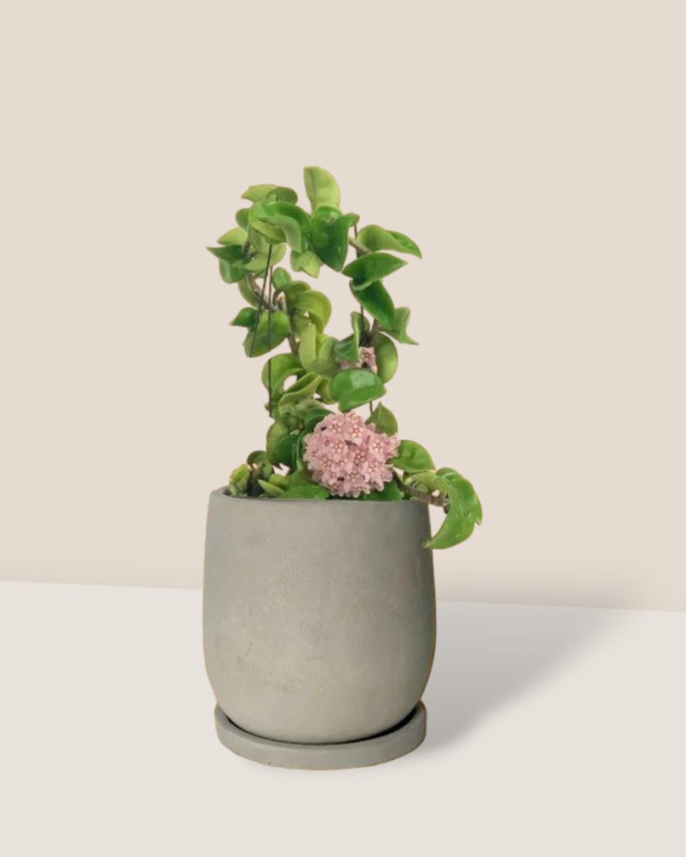 Hoya Curly - dusty grey cement planter in tray (12cm) - Potted plant - Tumbleweed Plants - Online Plant Delivery Singapore