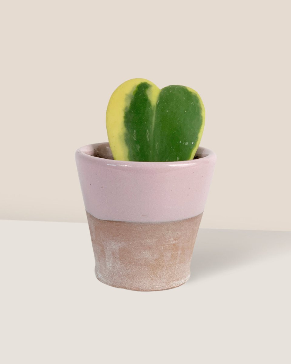 Hoya Kerrii Craib Variegated - half glazed pot - pink - Potted plant - Tumbleweed Plants - Online Plant Delivery Singapore
