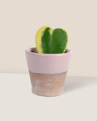 Hoya Kerrii Craib Variegated - half glazed pot - pink - Potted plant - Tumbleweed Plants - Online Plant Delivery Singapore