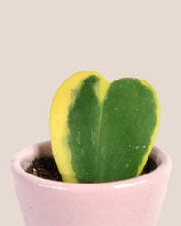 Hoya Kerrii Craib Variegated - half glazed pot - pink - Potted plant - Tumbleweed Plants - Online Plant Delivery Singapore
