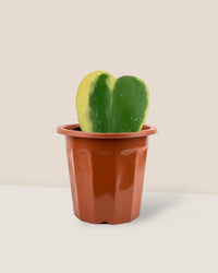 Hoya Kerrii Craib Variegated - grow pot - Potted plant - Tumbleweed Plants - Online Plant Delivery Singapore