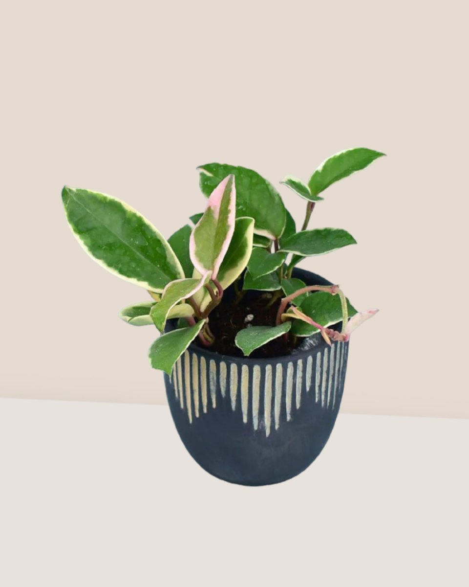 Hoya carnosa paired with edge planter - small