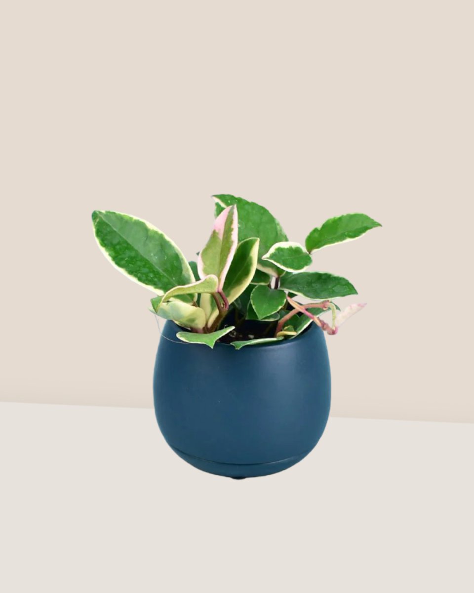 Hoya carnosa paired with addie planter with tray - blue
