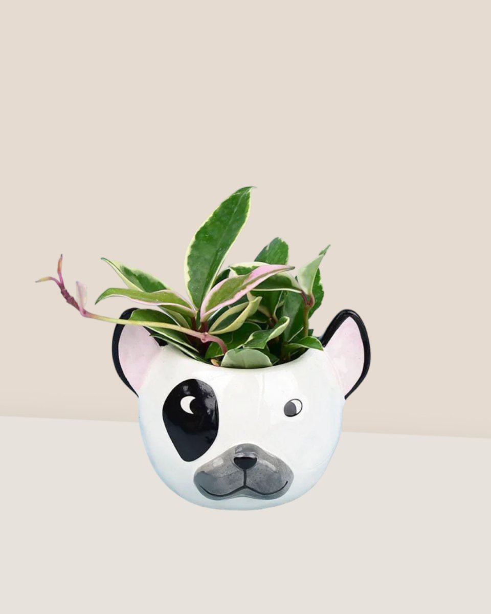 Hoya carnosa paired with frenchie planter