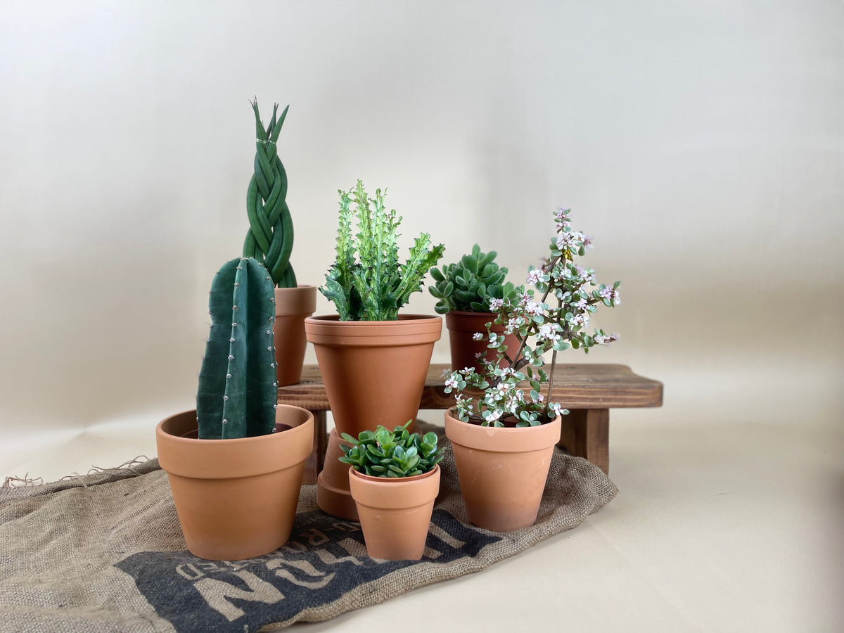 ORDER A GARDEN (Cactus) - grow pot - Just plant - Tumbleweed Plants - Online Plant Delivery Singapore