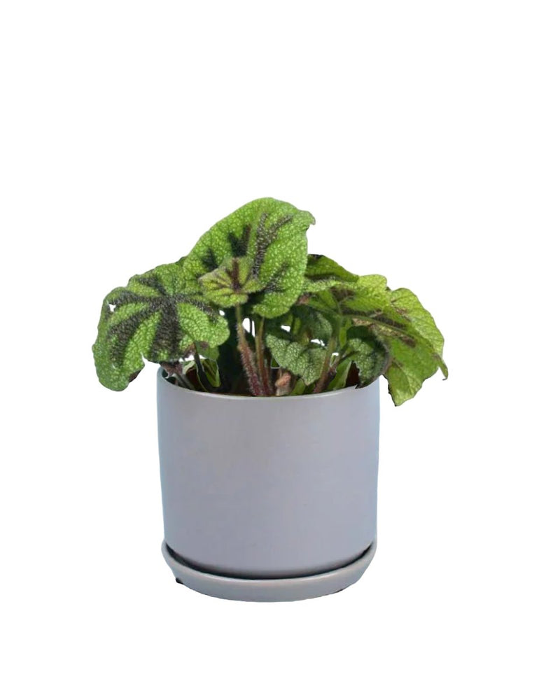 Iron Cross Begonia paired with little cylinder grey with tray planter