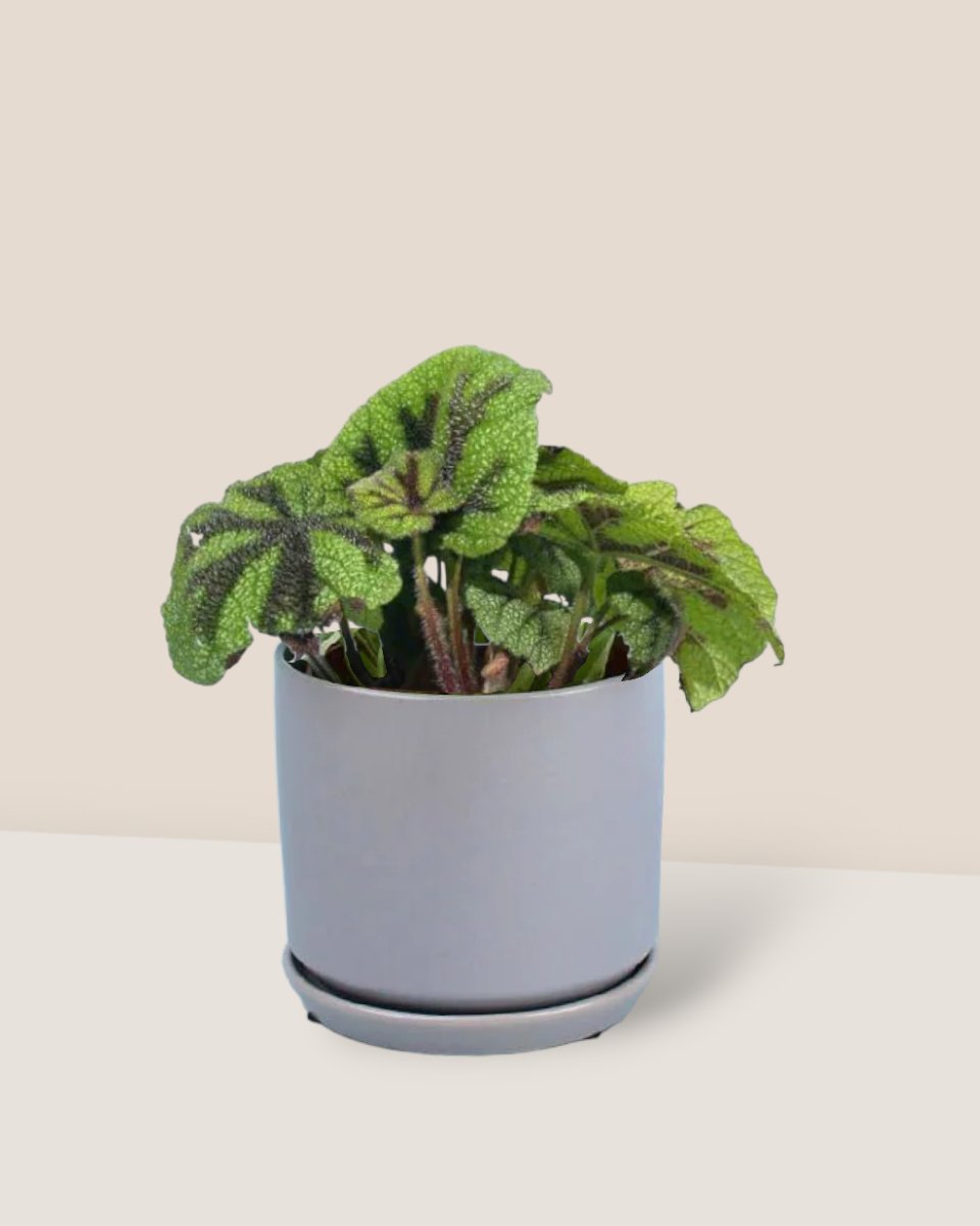Iron Cross Begonia paired with little cylinder grey with tray planter