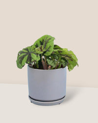 Iron Cross Begonia paired with little cylinder grey with tray planter