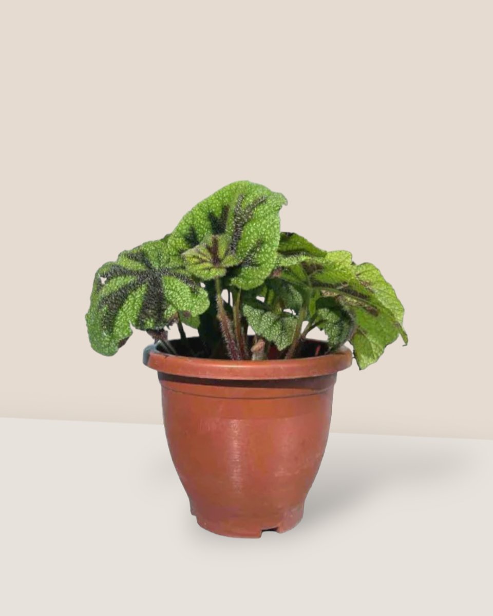 Iron Cross Begonia in a grow pot
