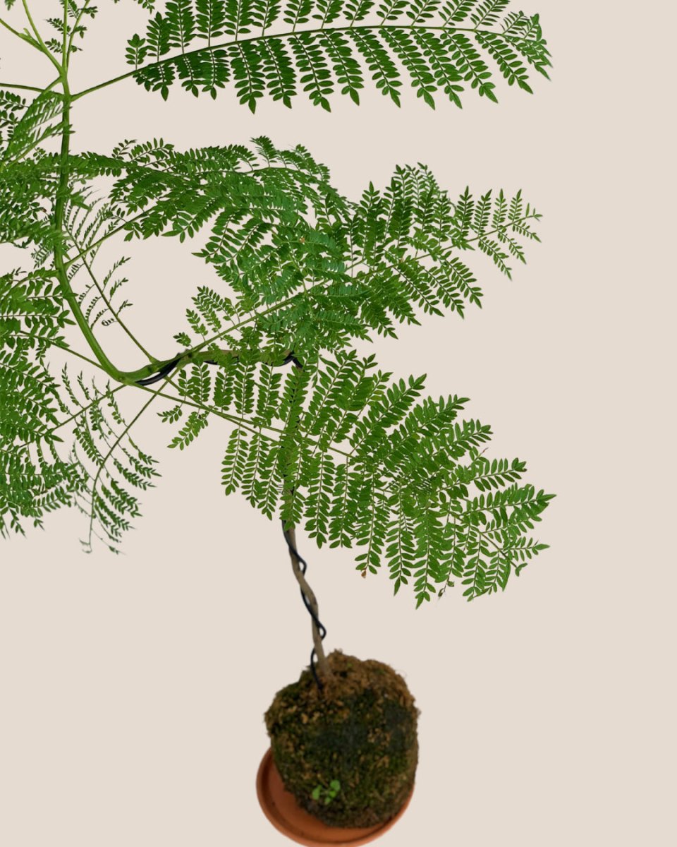 Jacaranda Bonsai - Kokedama - Gifting plant - Tumbleweed Plants - Online Plant Delivery Singapore