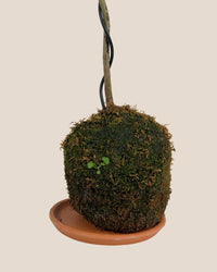 Jacaranda Bonsai - Kokedama - Gifting plant - Tumbleweed Plants - Online Plant Delivery Singapore