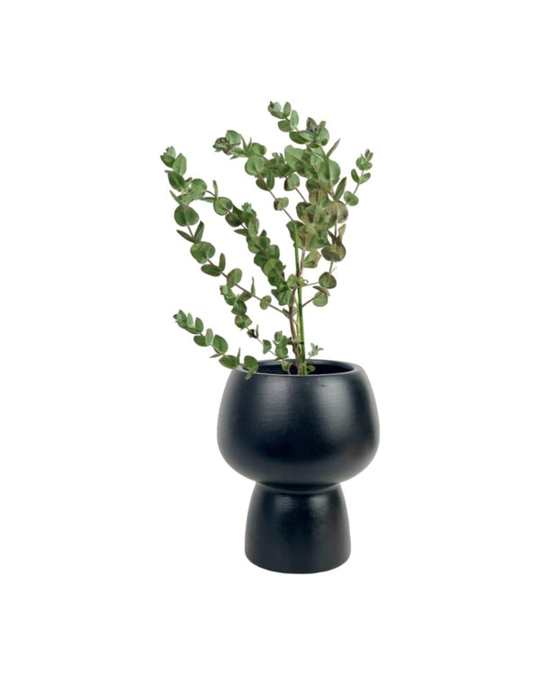 Japanese Eucalyptus - EUCALYPTUS 'moon lagoon' - Potted plant - Tumbleweed Plants - Online Plant Delivery Singapore