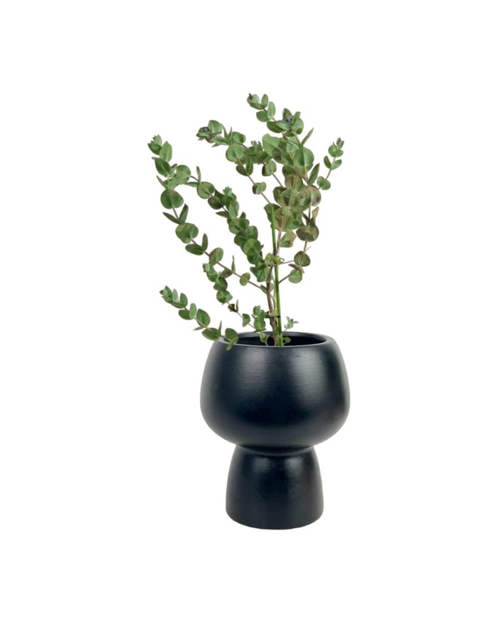 Japanese Eucalyptus - EUCALYPTUS 'moon lagoon' - Potted plant - Tumbleweed Plants - Online Plant Delivery Singapore