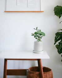 Japanese Eucalyptus - EUCALYPTUS 'moon lagoon' - Potted plant - Tumbleweed Plants - Online Plant Delivery Singapore
