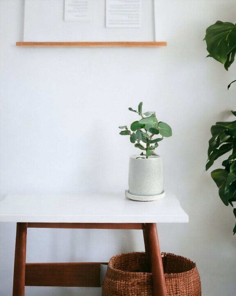 Japanese Eucalyptus - EUCALYPTUS 'moon lagoon' - Potted plant - Tumbleweed Plants - Online Plant Delivery Singapore