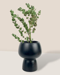 Japanese Eucalyptus - EUCALYPTUS 'albida' - Potted plant - Tumbleweed Plants - Online Plant Delivery Singapore