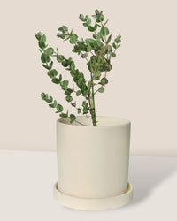 Japanese Eucalyptus - EUCALYPTUS 'albida' - Potted plant - Tumbleweed Plants - Online Plant Delivery Singapore