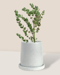 Japanese Eucalyptus - EUCALYPTUS 'albida' - Potted plant - Tumbleweed Plants - Online Plant Delivery Singapore