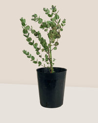 Japanese Eucalyptus - EUCALYPTUS 'albida' - Potted plant - Tumbleweed Plants - Online Plant Delivery Singapore