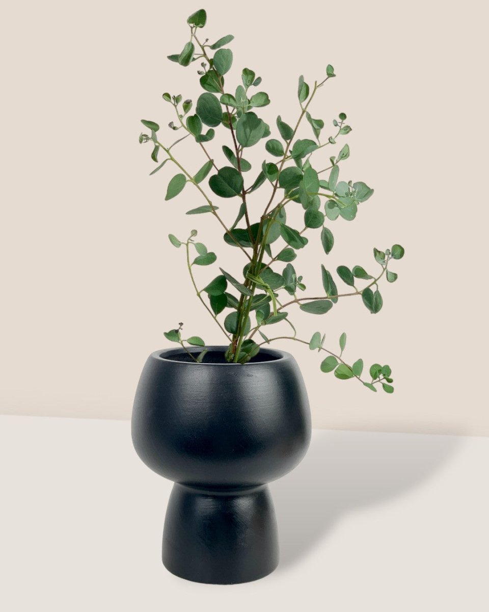 Japanese Eucalyptus - EUCALYPTUS 'websteriana' - Potted plant - Tumbleweed Plants - Online Plant Delivery Singapore
