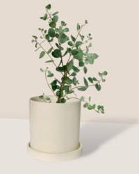 Japanese Eucalyptus - EUCALYPTUS 'websteriana' - Potted plant - Tumbleweed Plants - Online Plant Delivery Singapore