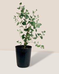 Japanese Eucalyptus - EUCALYPTUS 'websteriana' - Potted plant - Tumbleweed Plants - Online Plant Delivery Singapore