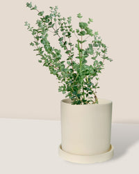 Japanese Eucalyptus - EUCALYPTUS 'moon lagoon' - Potted plant - Tumbleweed Plants - Online Plant Delivery Singapore