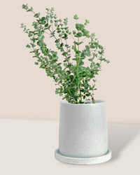 Japanese Eucalyptus - EUCALYPTUS 'moon lagoon' - Potted plant - Tumbleweed Plants - Online Plant Delivery Singapore