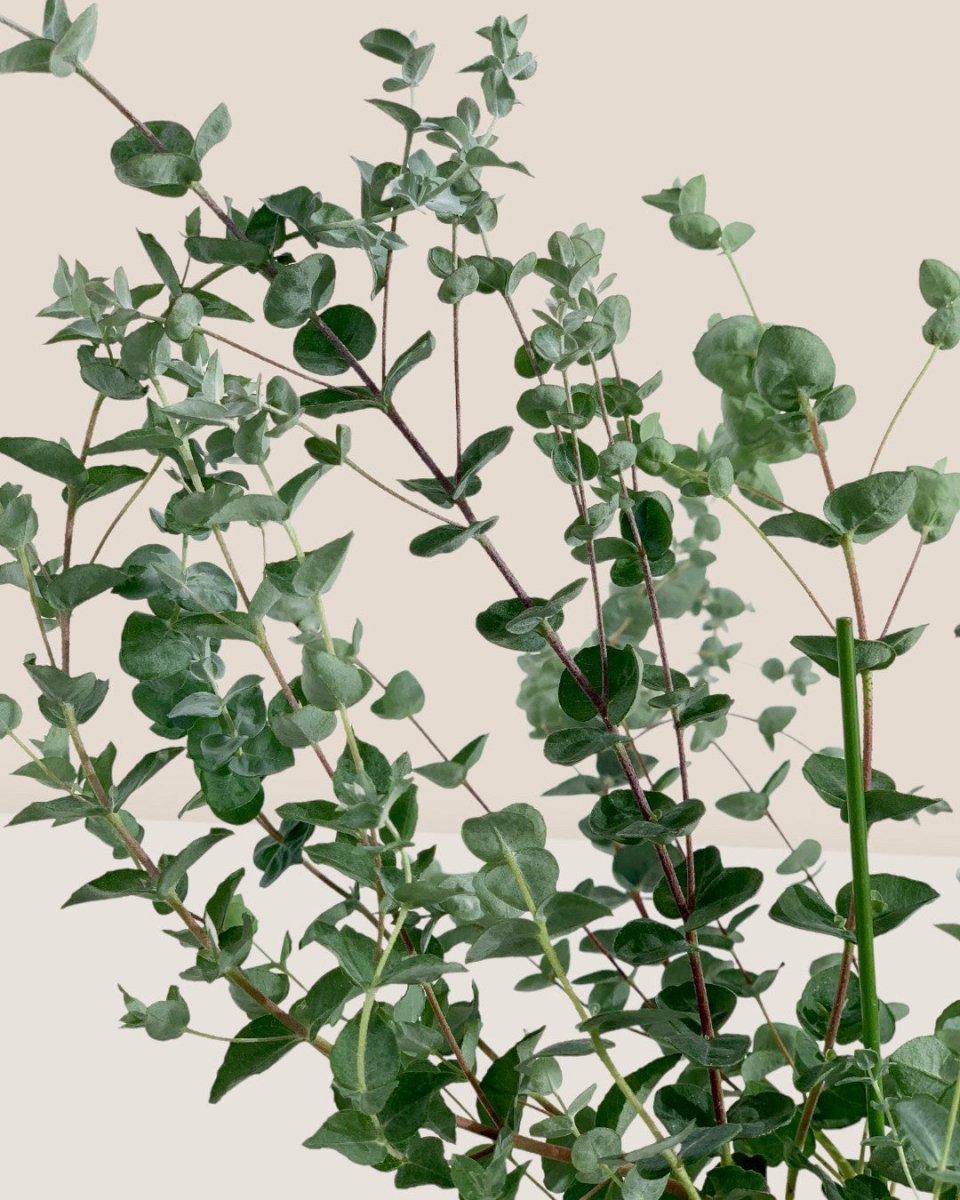 Japanese Eucalyptus - EUCALYPTUS 'moon lagoon' - Potted plant - Tumbleweed Plants - Online Plant Delivery Singapore