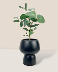 Japanese Eucalyptus - EUCALYPTUS 'accedens' - Potted plant - Tumbleweed Plants - Online Plant Delivery Singapore