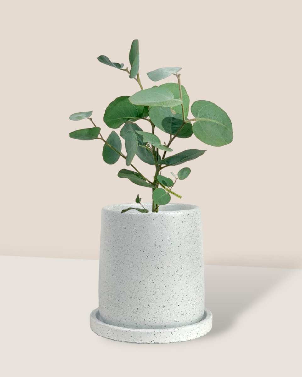 Japanese Eucalyptus - EUCALYPTUS 'accedens' - Potted plant - Tumbleweed Plants - Online Plant Delivery Singapore