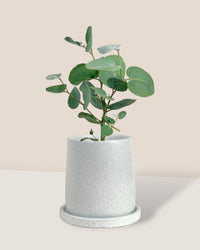 Japanese Eucalyptus - EUCALYPTUS 'accedens' - Potted plant - Tumbleweed Plants - Online Plant Delivery Singapore