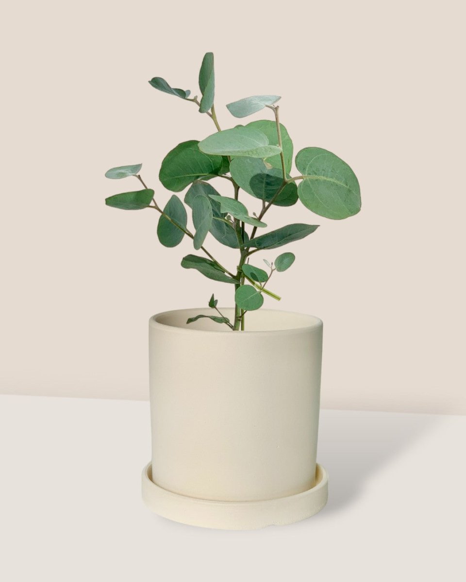 Japanese Eucalyptus - EUCALYPTUS 'accedens' - Potted plant - Tumbleweed Plants - Online Plant Delivery Singapore
