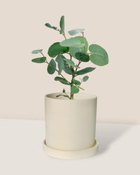Japanese Eucalyptus - EUCALYPTUS 'accedens' - Potted plant - Tumbleweed Plants - Online Plant Delivery Singapore