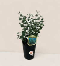 Japanese Eucalyptus - EUCALYPTUS 'evergreen' - Potted plant - Tumbleweed Plants - Online Plant Delivery Singapore