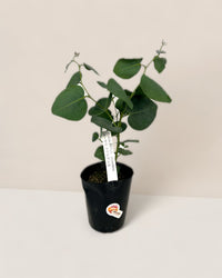 Japanese Eucalyptus - EUCALYPTUS 'accedens' - Potted plant - Tumbleweed Plants - Online Plant Delivery Singapore