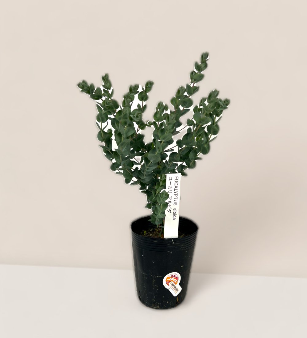 Japanese Eucalyptus - EUCALYPTUS 'albida' - Potted plant - Tumbleweed Plants - Online Plant Delivery Singapore
