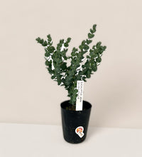 Japanese Eucalyptus - EUCALYPTUS 'albida' - Potted plant - Tumbleweed Plants - Online Plant Delivery Singapore
