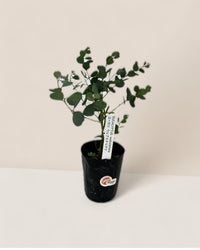 Japanese Eucalyptus - EUCALYPTUS 'websteriana' - Potted plant - Tumbleweed Plants - Online Plant Delivery Singapore