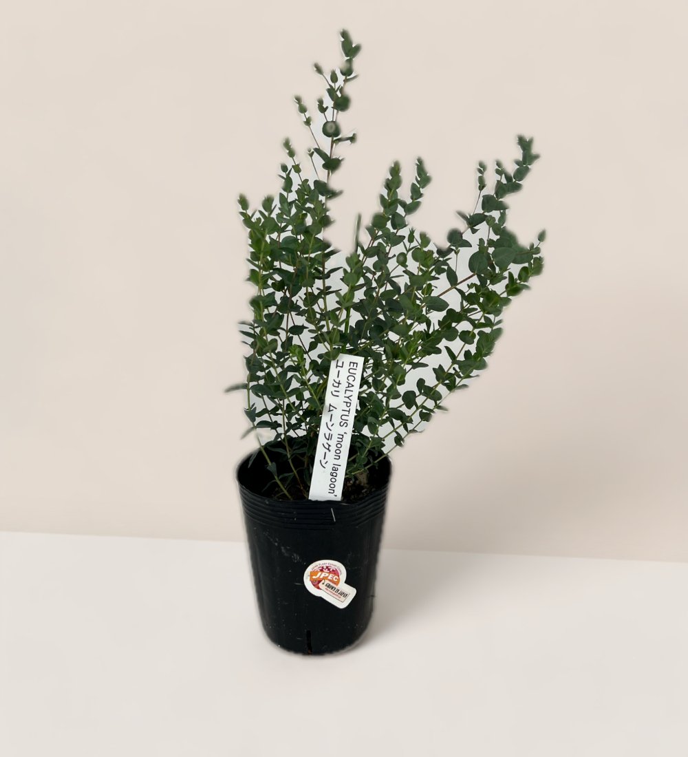 Japanese Eucalyptus - EUCALYPTUS 'moon lagoon' - Potted plant - Tumbleweed Plants - Online Plant Delivery Singapore