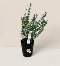 Japanese Eucalyptus - EUCALYPTUS 'moon lagoon' - Potted plant - Tumbleweed Plants - Online Plant Delivery Singapore